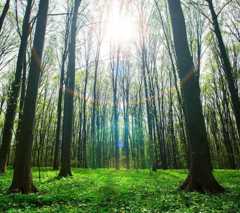 naturezaFloratex